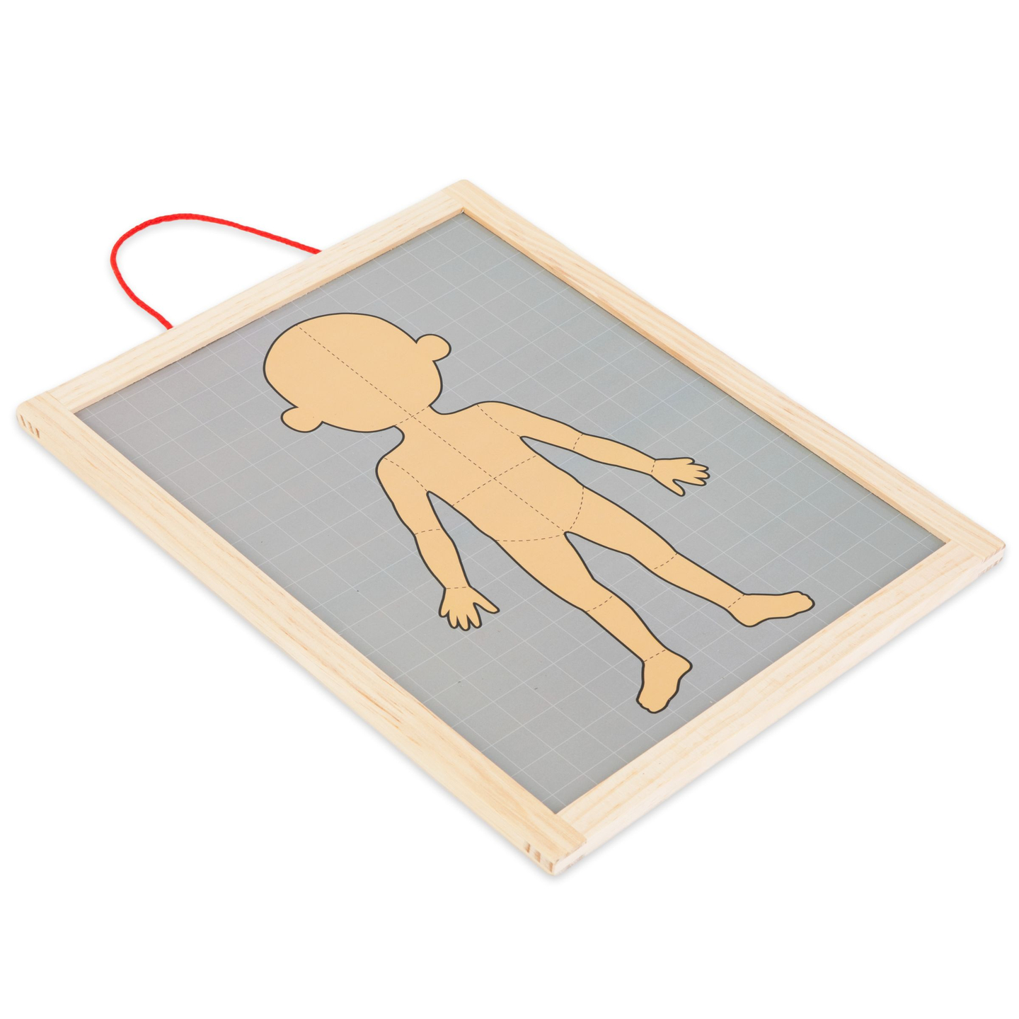 Magnetische Rätsel - Wissenschaft der Anatomie - Der menschliche Körper