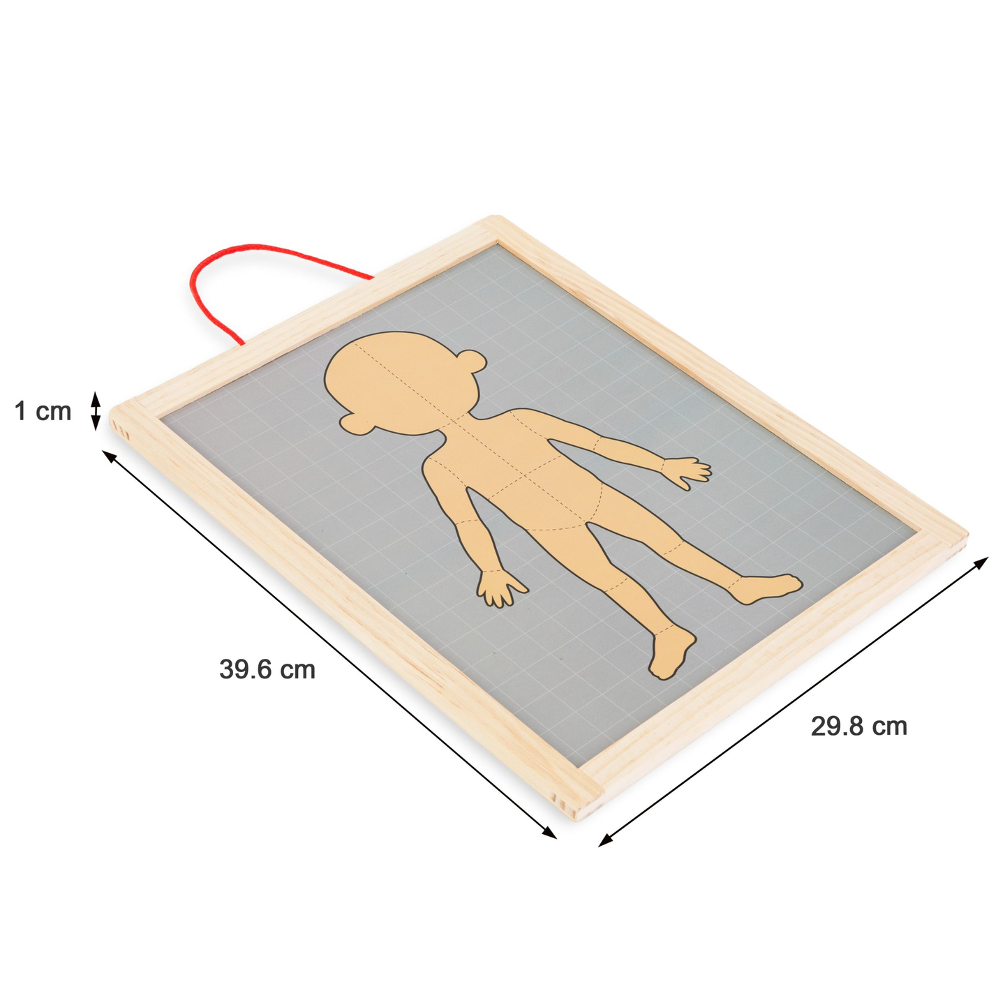 Magnetische Rätsel - Wissenschaft der Anatomie - Der menschliche Körper
