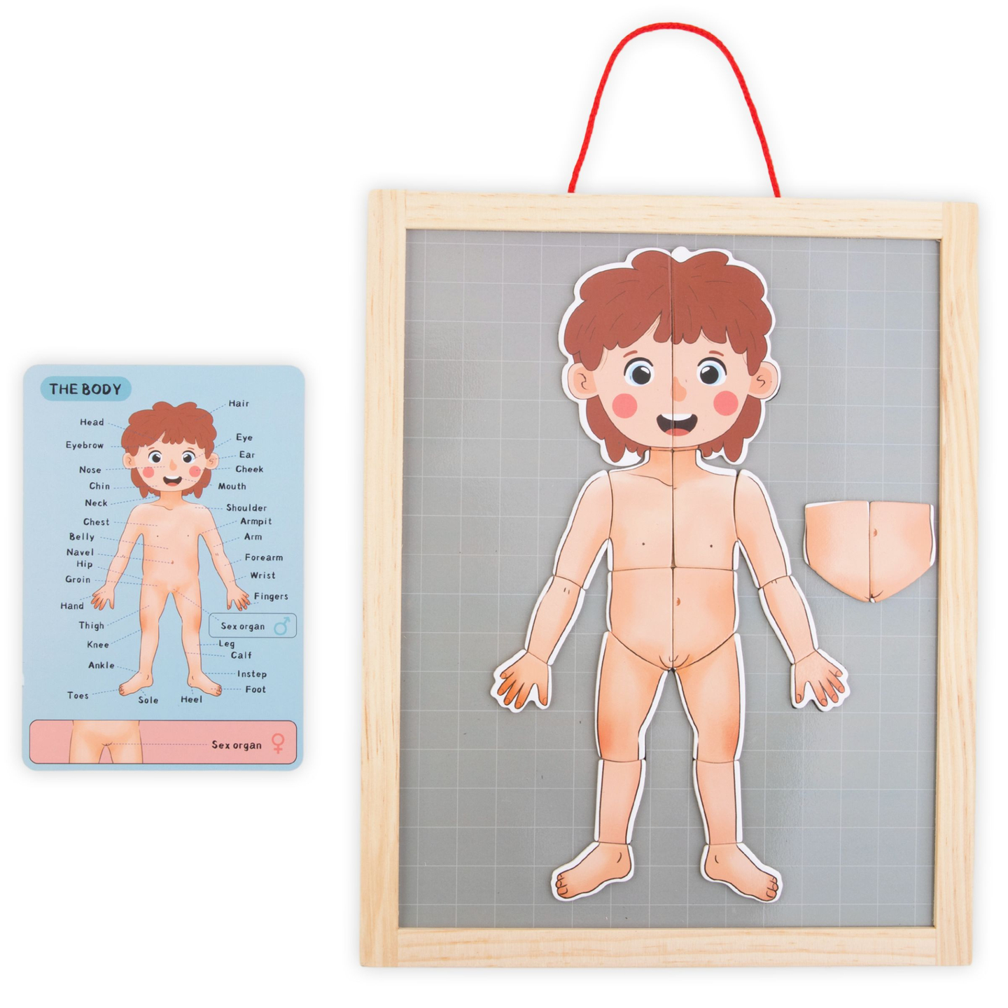 Magnetische Rätsel - Wissenschaft der Anatomie - Der menschliche Körper