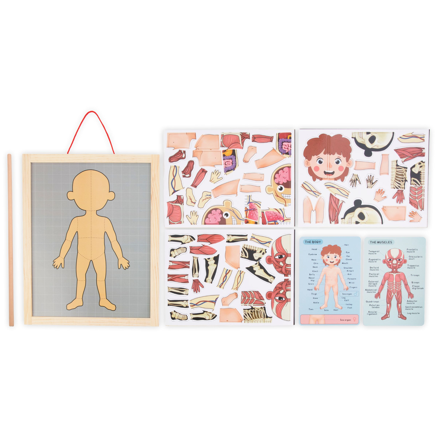 Magnetische Rätsel - Wissenschaft der Anatomie - Der menschliche Körper