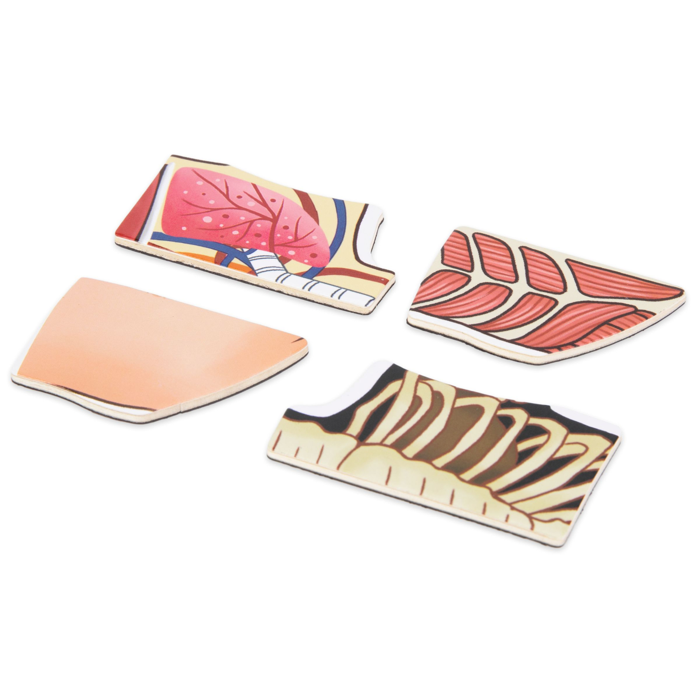 Magnetische Rätsel - Wissenschaft der Anatomie - Der menschliche Körper